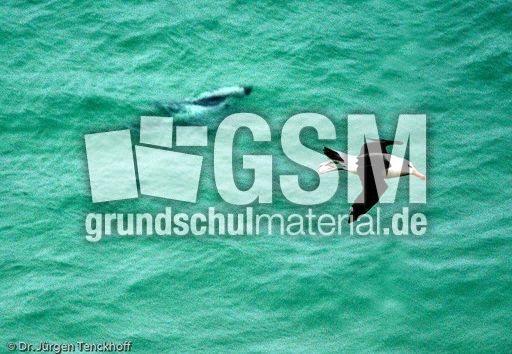 Commerson-Delfin (13 von 15).jpg